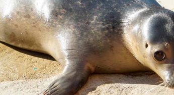 Henning, la menos común de las focas comunes