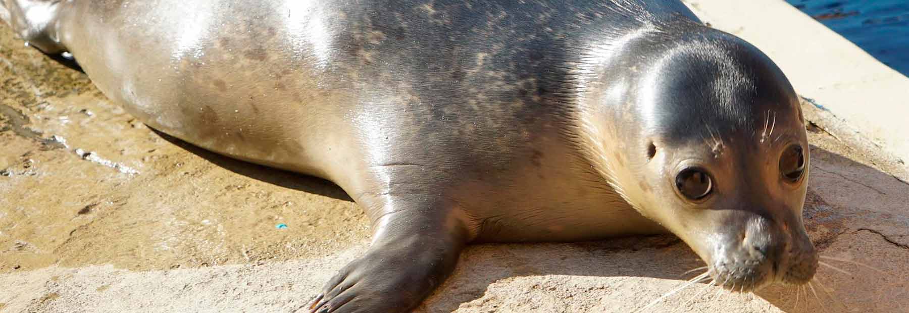La foca Henning