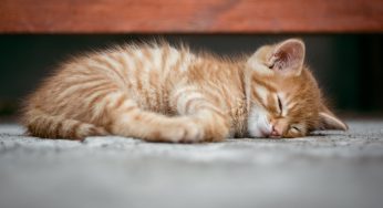 Neko Cafés, allí donde los japoneses acarician gatos