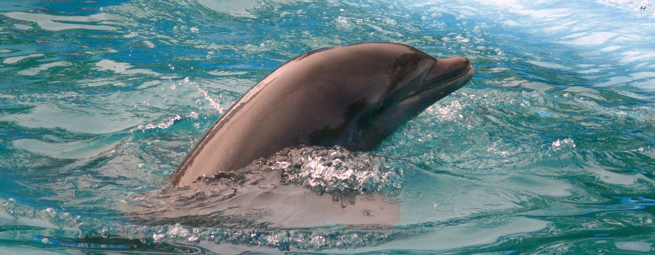 Delfines en la República Dominicana