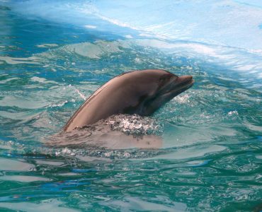 Delfines en la República Dominicana